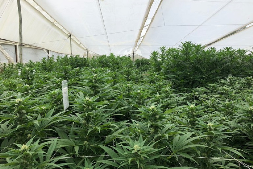 Cannabis medicinal: Media sanción a la regulación del autocultivo en la provincia