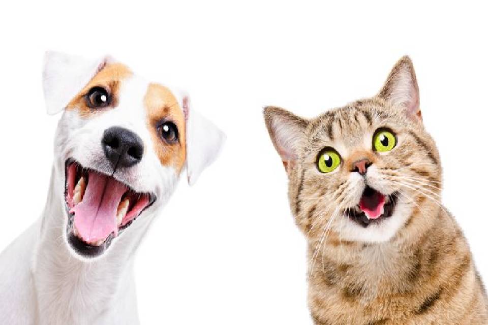 Entre Ríos otorga derechos a los animales