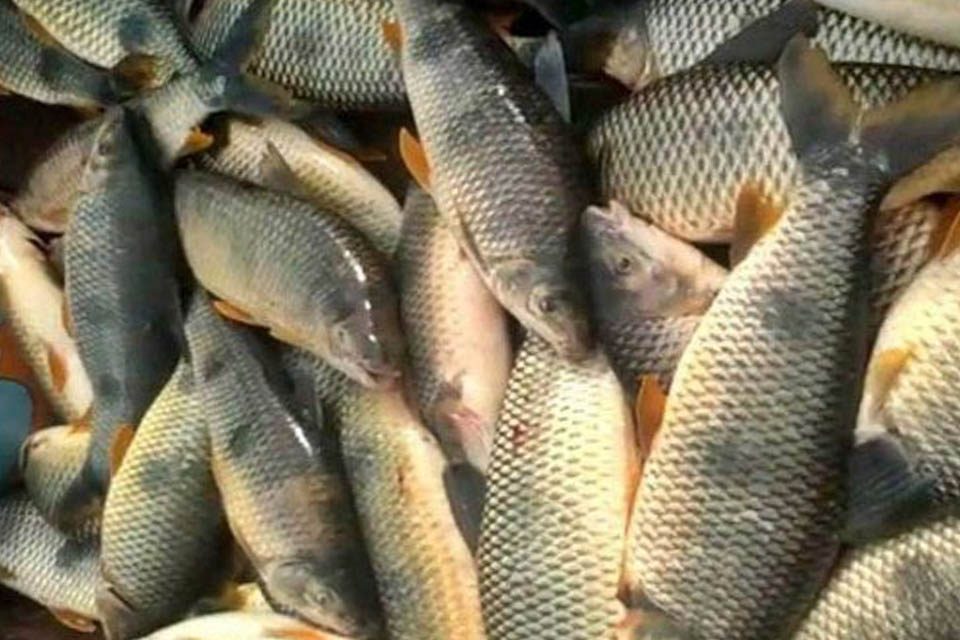 Difunden imágenes que muestran depredación en el río Uruguay