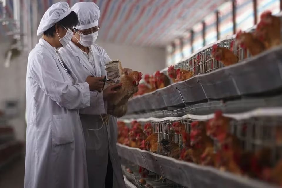 (Mención a Entre Ríos) Influencia aviar: el Senasa ordenó el despoblamiento de tres granjas avícolas