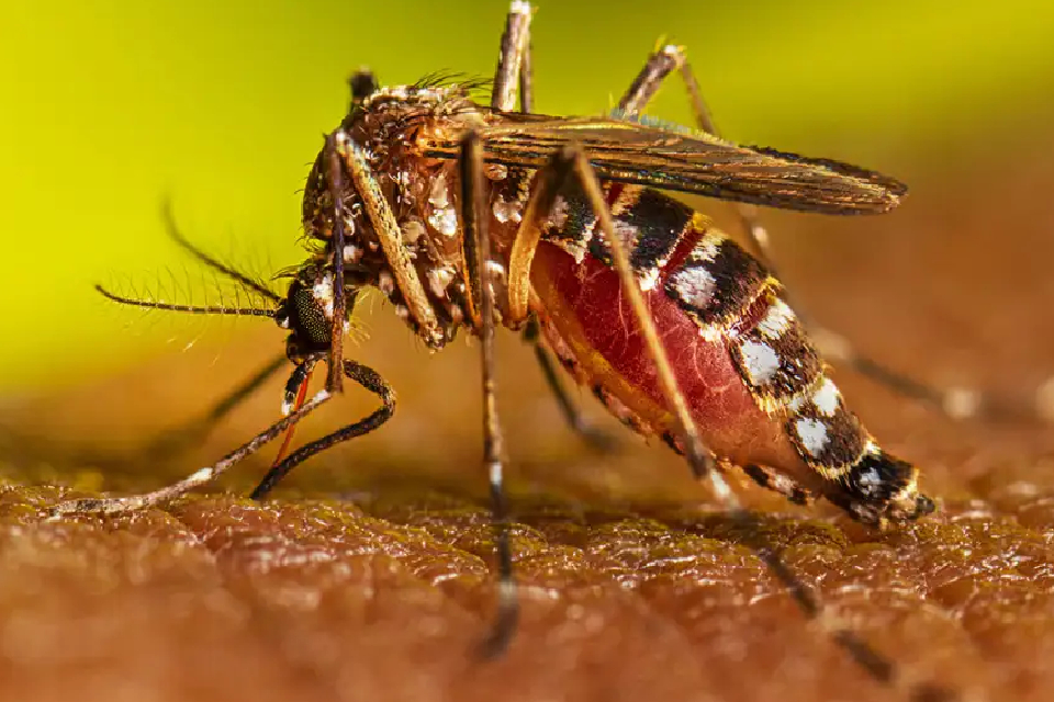 (Mención a Entre Ríos) Dengue: Argentina registró más de 22 mil casos y 16 muertes en los últimos seis meses