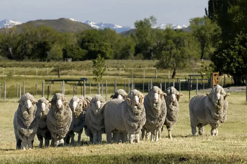 (Mención a Entre Ríos) Los dueños de la tierra: quienes son los mayores terratenientes de la Argentina