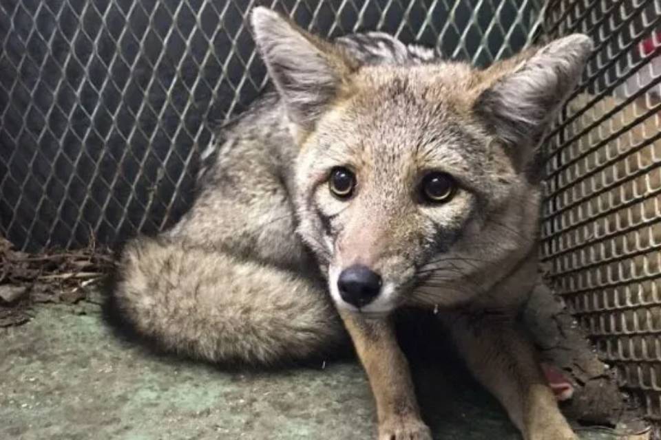 (De origen entrerriano) Recuperan a un zorro gris pampeano que se encontraba encadenado en un domicilio de Avellaneda