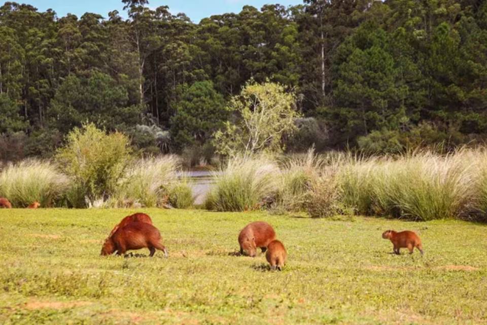 (En Entre Ríos) Fin de semana extra largo en Concordia: naturaleza, historia y gastronomía para toda la familia