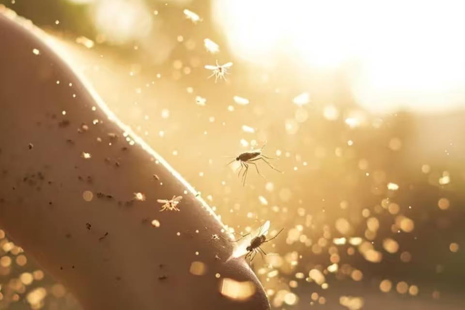 (Mención a Entre Ríos) Dengue todo el año en Argentina: la epidemia llegó para quedarse, según los expertos