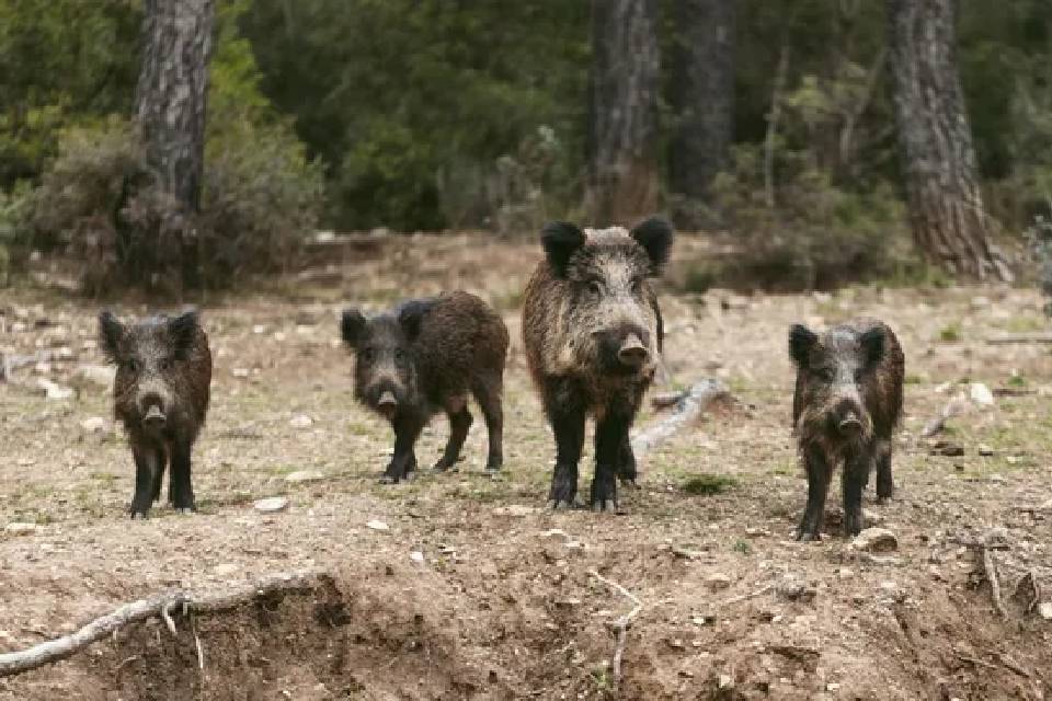 Por qué Entre Ríos fomentará la caza de tres especies exóticas de animales