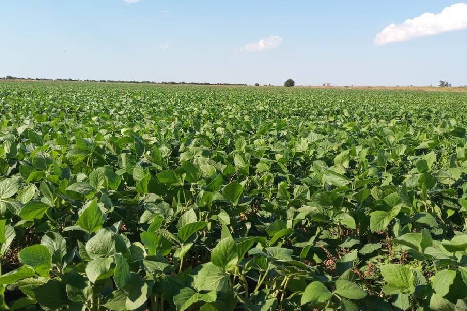 (Mención a Entre Ríos) Campaña agrícola: entre las lluvias que trajeron alivio pero ya con recortes en las estimaciones de cosecha