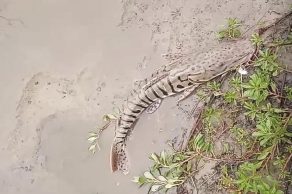 Preocupación por la aparición de peces muertos