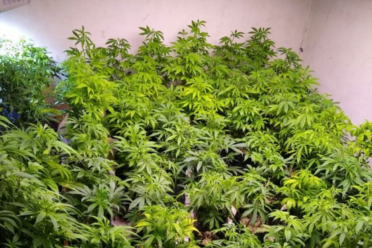 Absolvieron a un cultivador de Crespo que tenía 128 plantas de marihuana