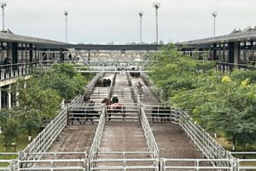 Semana con incremento en la oferta y fluctuaciones en los precios en el mercado agroganadero de Cañuelas