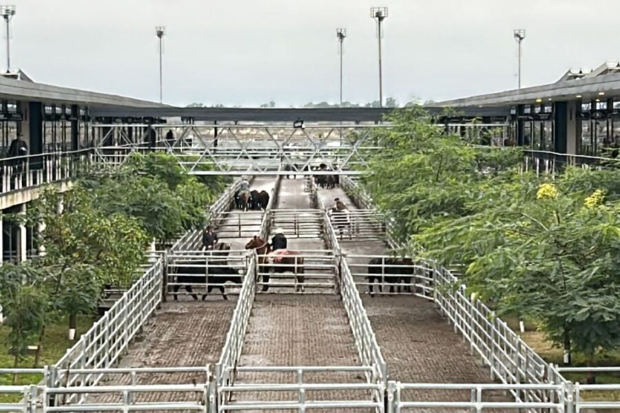 Semana con incremento en la oferta y fluctuaciones en los precios en el mercado agroganadero de Cañuelas