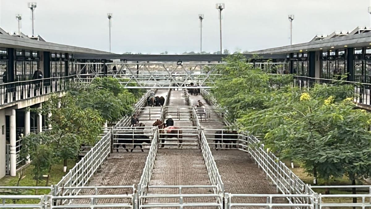 Semana con incremento en la oferta y fluctuaciones en los precios en el mercado agroganadero de Cañuelas