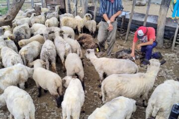 Lugares que integran producción y turismo rural para el disfrute del público