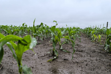 El maíz se posiciona como el principal protagonista en la campaña agrícola 2025/26