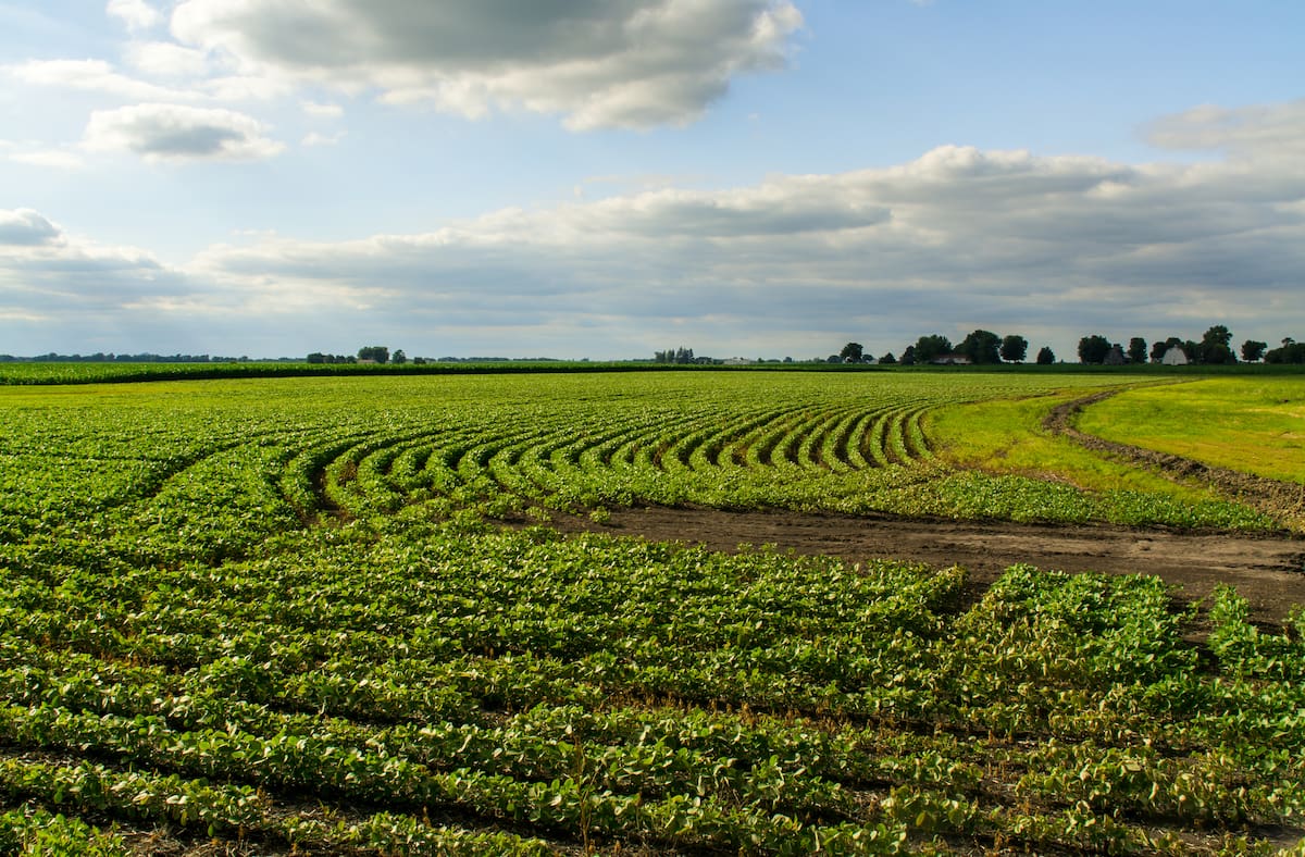 Números claves para la soja ante el aumento de retenciones que comenzará en julio
