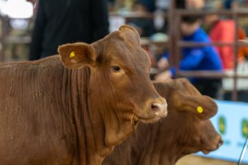 El crecimiento de la raza ganadera del norte y su expansión a nuevas regiones