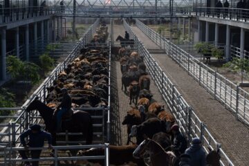 Cierre semanal con descensos en el mercado agroganadero de Cañuelas