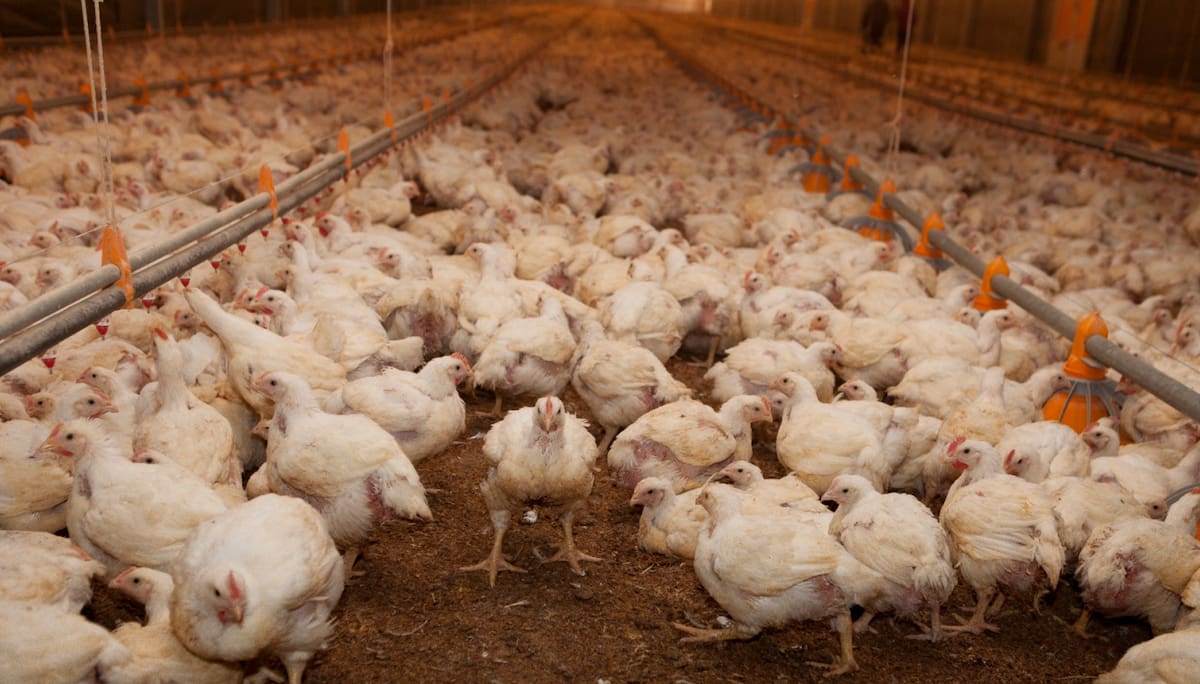 Argentina detiene importaciones de carne aviar de Brasil por caso de influenza patógena