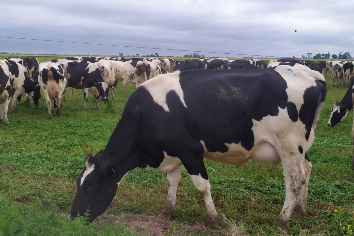 enfermedad en bovinos: control y consecuencias graves