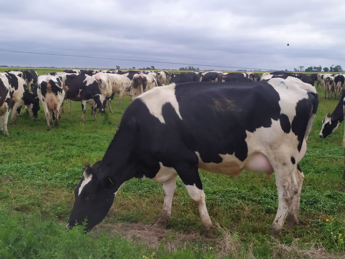 enfermedad en bovinos: control y consecuencias graves