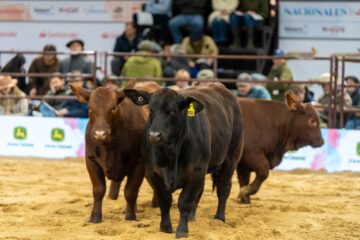 Ganadería en el norte: un momento único que impulsa a todos a invertir en el negocio