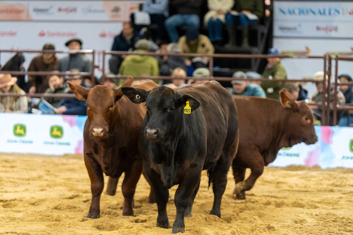 Ganadería en el norte: un momento único que impulsa a todos a invertir en el negocio