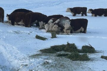 Gobierno enfrenta solicitud unánime para derogar permiso de ingreso de carne con hueso a la Patagonia