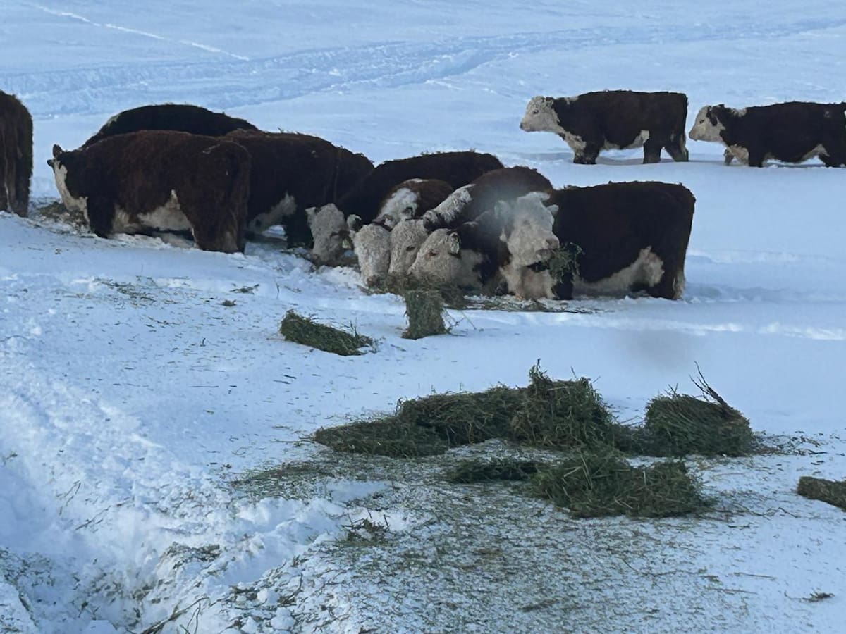 Gobierno enfrenta solicitud unánime para derogar permiso de ingreso de carne con hueso a la Patagonia