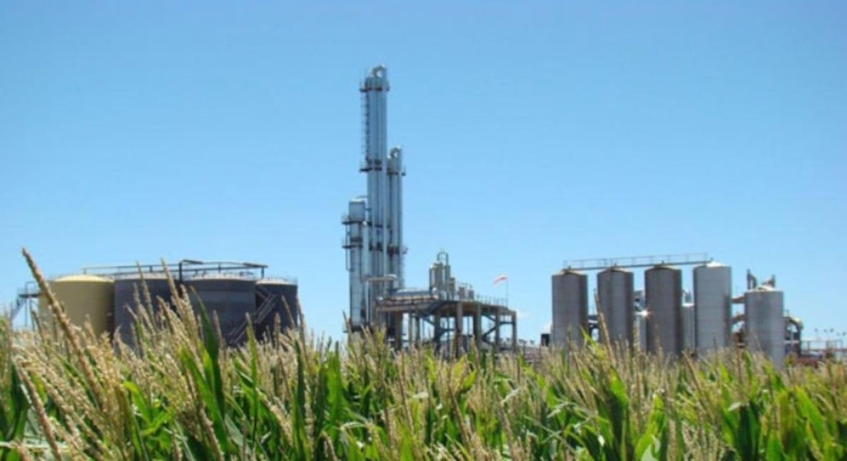 Un análisis académico propone la creación de 20.000 empleos nuevos a través del maíz