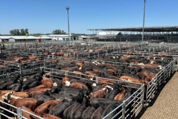Cierre semanal favorable en el mercado agroganadero de Cañuelas