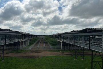 Aumentan los precios en el mercado agroganadero de Cañuelas al inicio de la semana