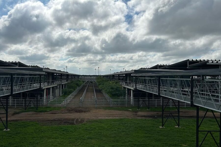 Aumentan los precios en el mercado agroganadero de Cañuelas al inicio de la semana