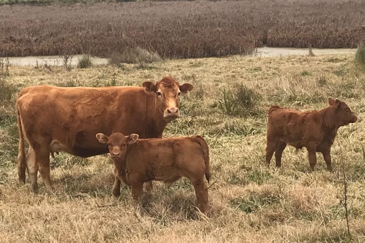 Avances tecnológicos que transforman la fertilidad y la productividad