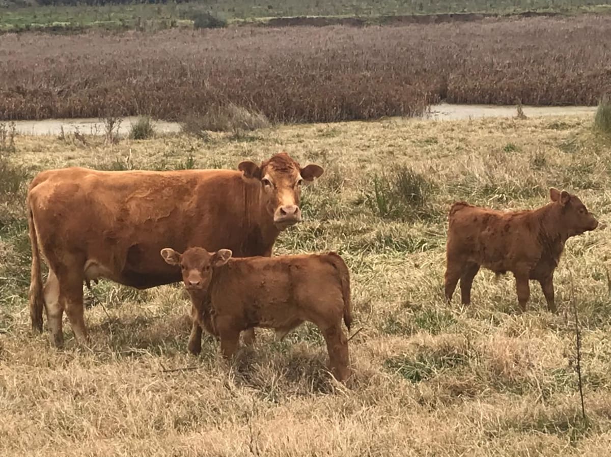 Avances tecnológicos que transforman la fertilidad y la productividad