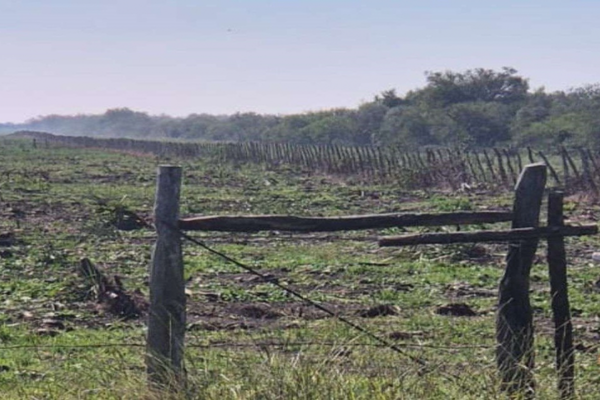 Villaguay: una jueza ordena a una empresa agropecuaria detener el desmonte de un campo