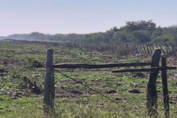 Villaguay: una jueza ordena a una empresa agropecuaria detener el desmonte de un campo