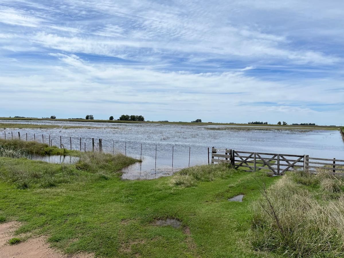 La soja sin cosechar en Buenos Aires ocupa 1,26 millones de hectáreas