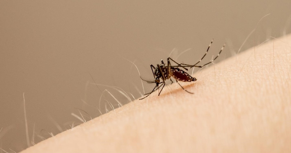 Chanchita: nuevos aliados en la batalla contra los mosquitos en el ecosistema acuático de los peces guardianes