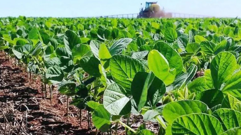 Suben retenciones para soja y maíz