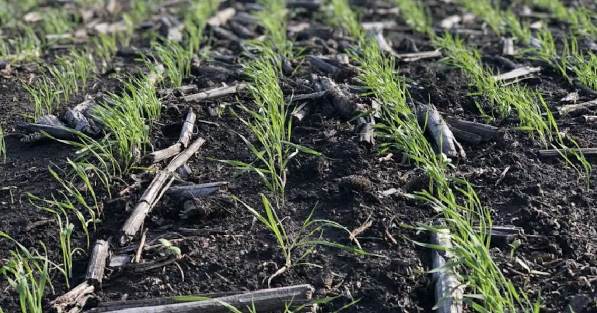 Progreso en la siembra de trigo impulsa expectativas para la próxima cosecha