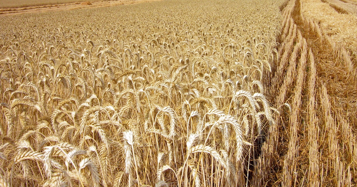 Oficializan prórroga de retenciones reducidas para trigo y cebada en el sector agrícola