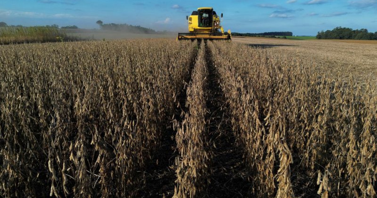 Proyección de incremento en la producción de soja para el próximo ciclo agrícola