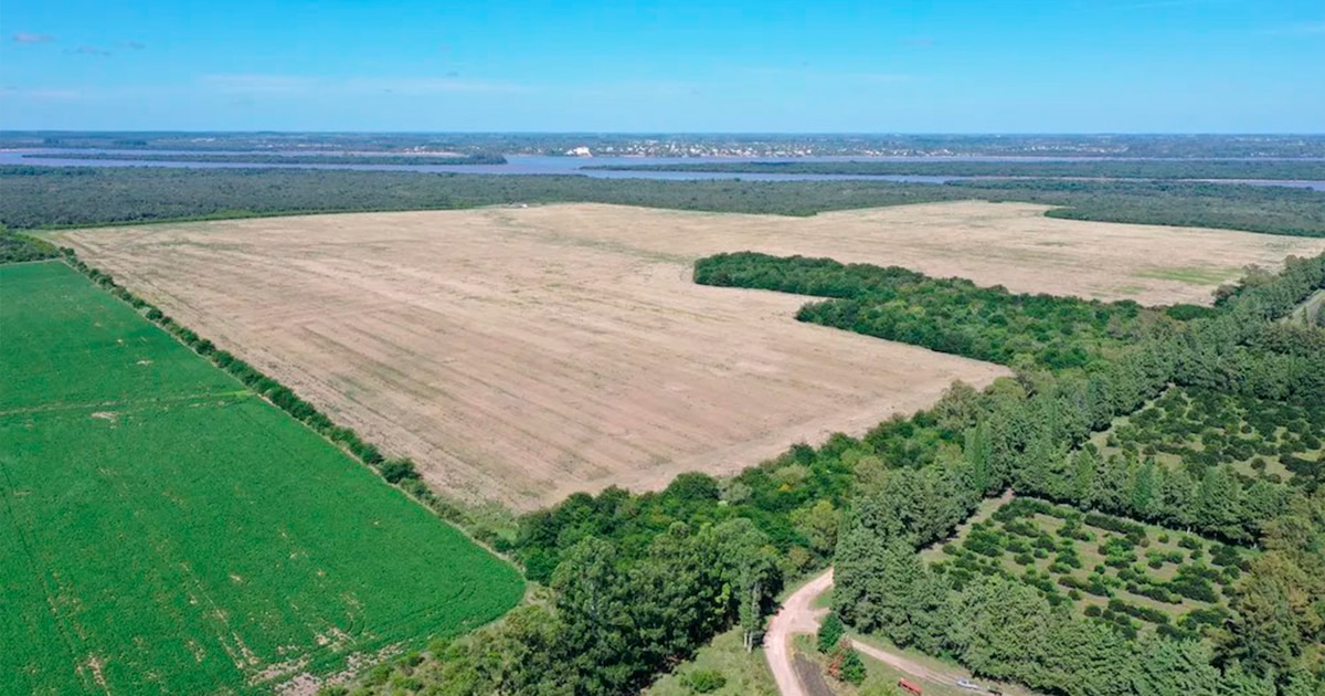 Uruguay reevalúa el proyecto de planta de hidrógeno verde que causó preocupación en Entre Ríos, según Fernanda Cardona