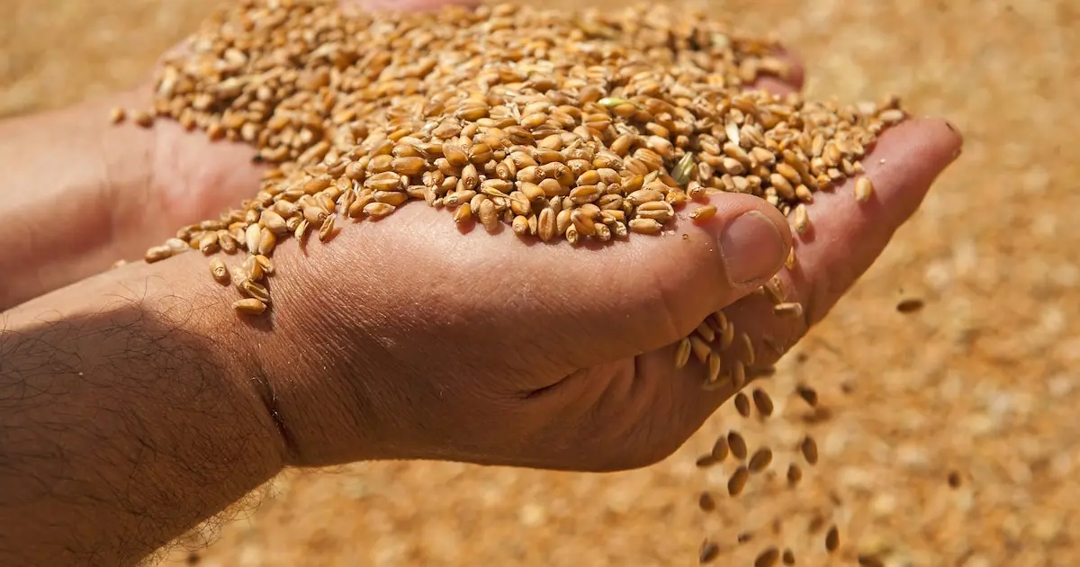 Inicio de la siembra de trigo en la región: expectativas y pronósticos para la nueva temporada agrícola