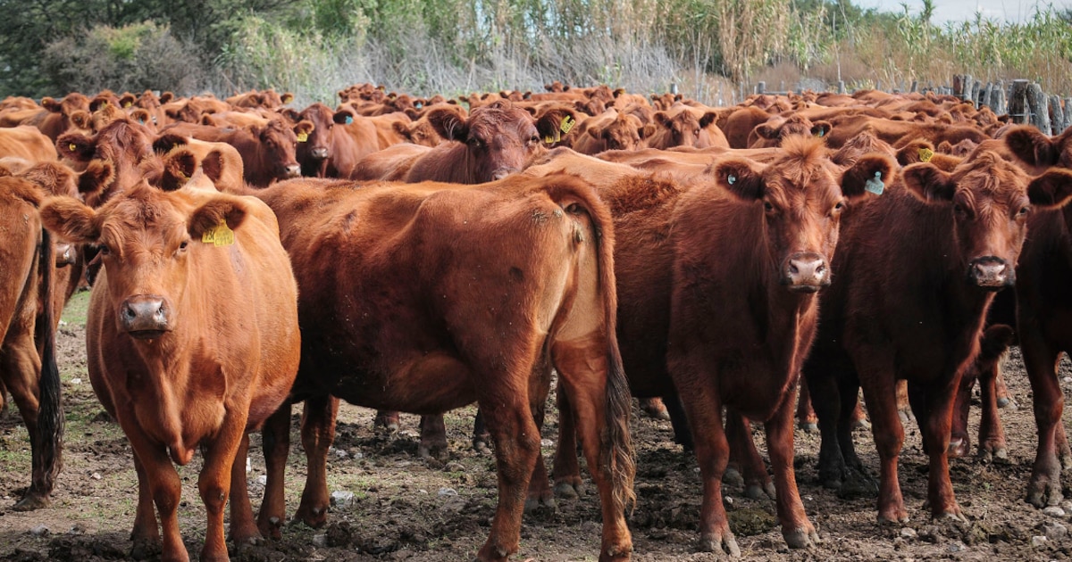 Sin indicios de retención en el sector ganadero ante la crisis actual