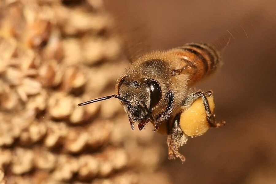 Investigadores descubren virus que amenaza la apicultura al causar DEFORMACIONES en alas de las abejas