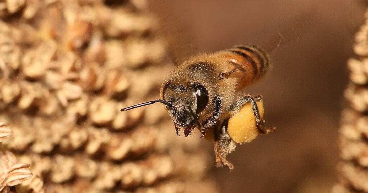 Investigadores descubren virus que amenaza la apicultura al causar DEFORMACIONES en alas de las abejas