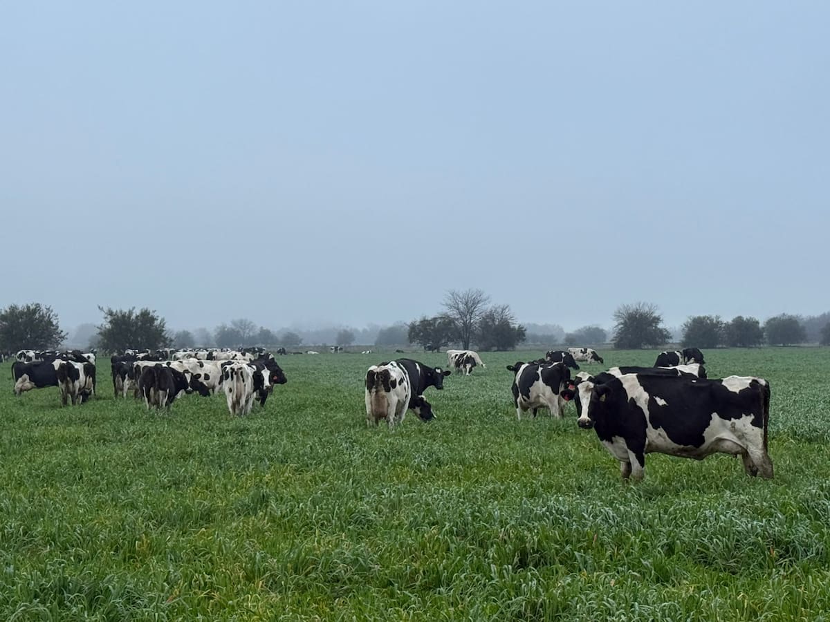 Gobierno explica el cierre de 80 tambos y las implicaciones para el sector lechero en la región.
