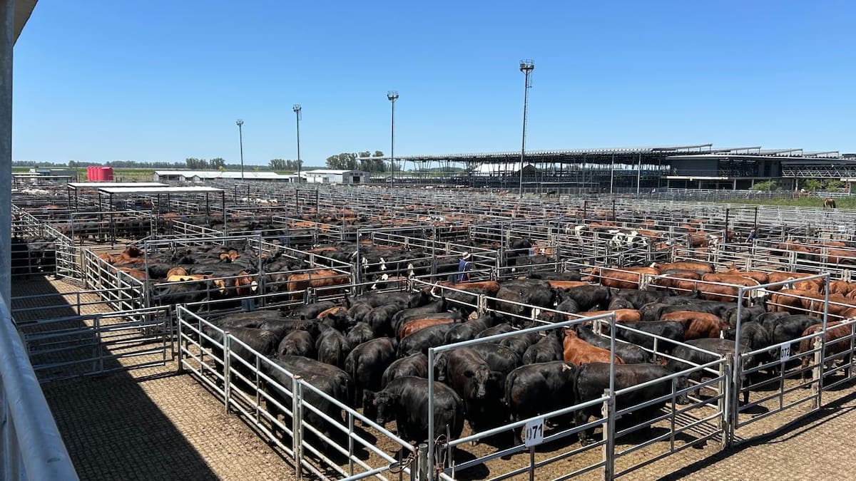 Variación de precios y selectividad en el Mercado Agroganadero de Cañuelas