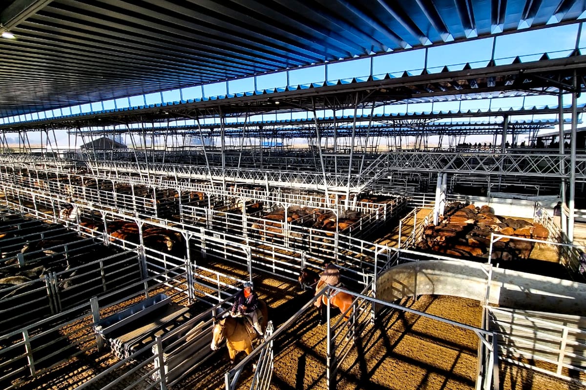 Leves alzas marcan el inicio de la semana en el mercado agroganadero de Cañuelas